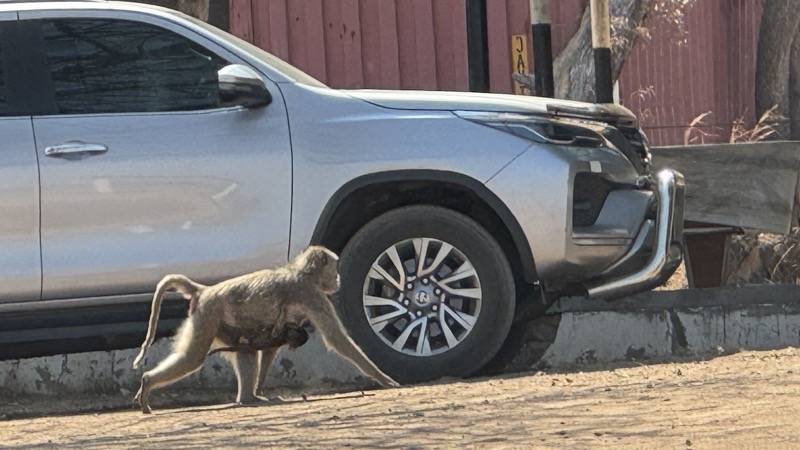 A monkey walking next to a car