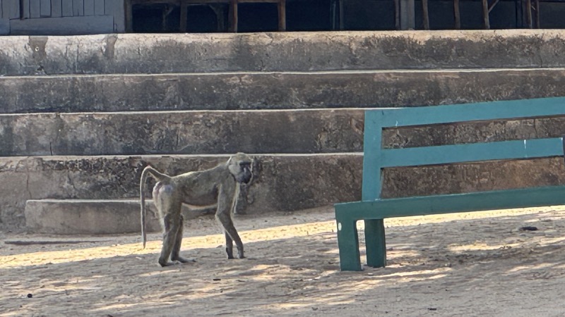 A monkey standing next to a bench