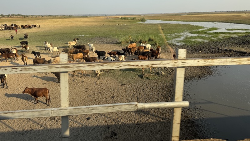 A group of animals in a field