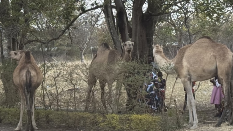 A group of camels in a field