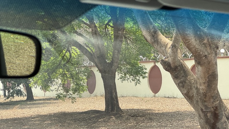 A tree in a yard