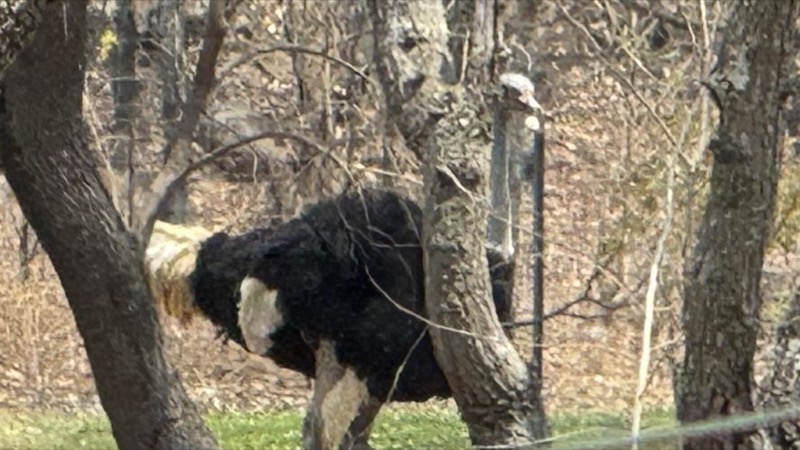 An ostrich standing in a tree