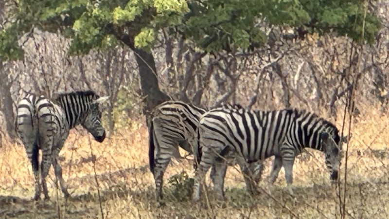 A group of zebras standing in a field
