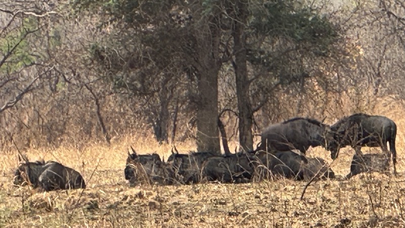 A group of animals in a field
