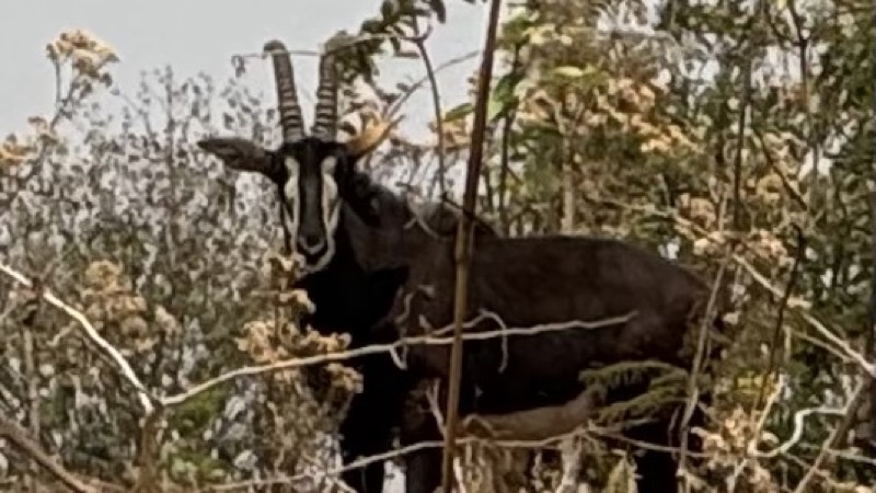 A goat with horns standing in a forest