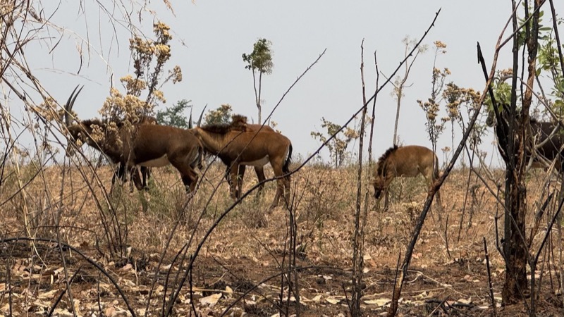 A group of animals in a field