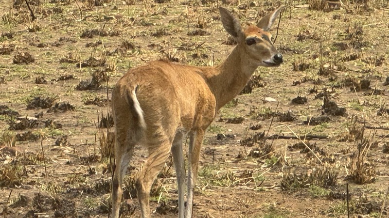 A deer standing in a field