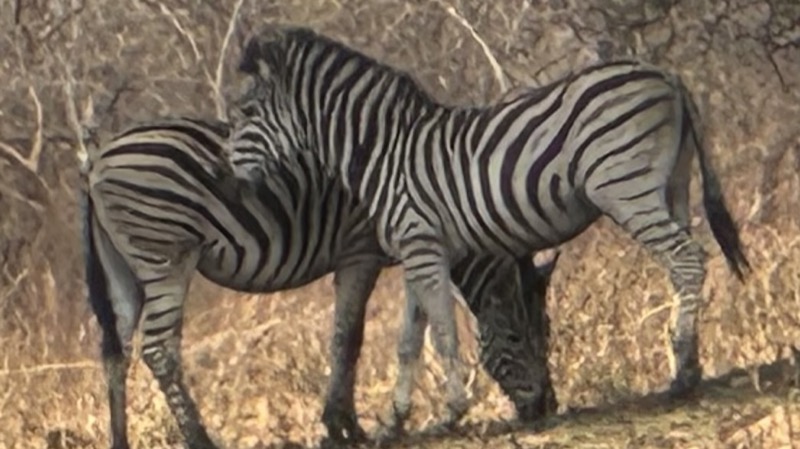 A group of zebras grazing