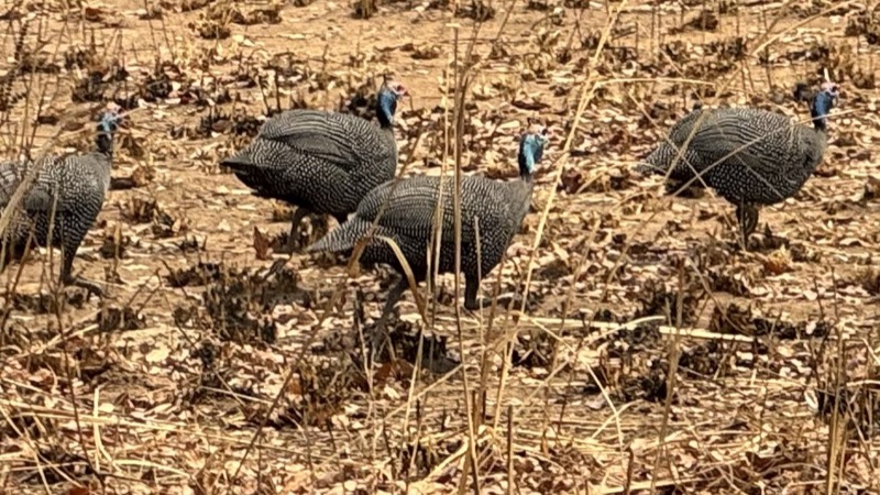 A group of turkeys walking in dry leaves