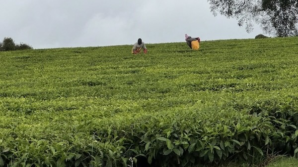 People working on a green field